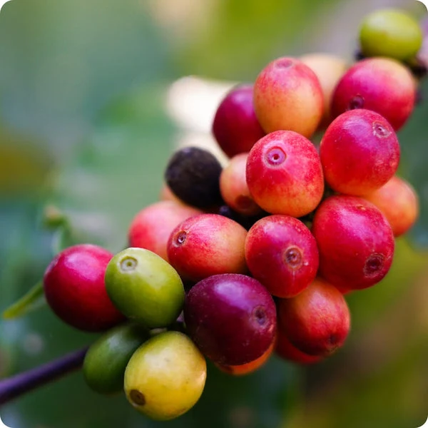Arabica Coffee Tree (Coffea arabica) – Seeds