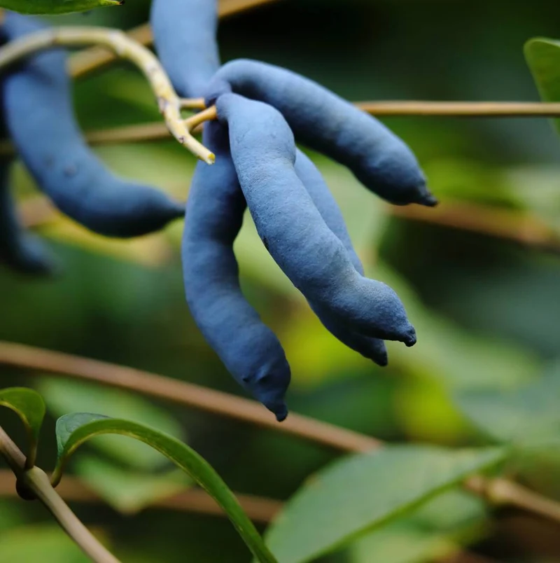 Blue Sausage Fruit (Solanum sambucifolium) – Seeds