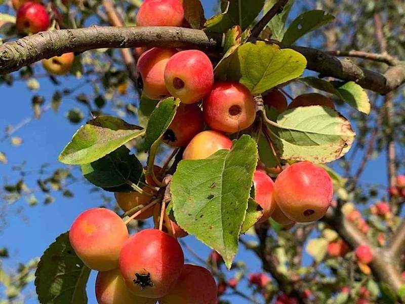 Siberian Crabapple (Malus siberica) – Apple Seeds