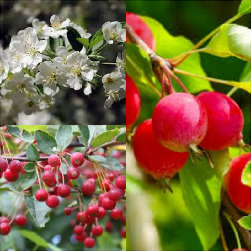 Sargent's Crabapple (Malus sargentii) – Apple Seeds