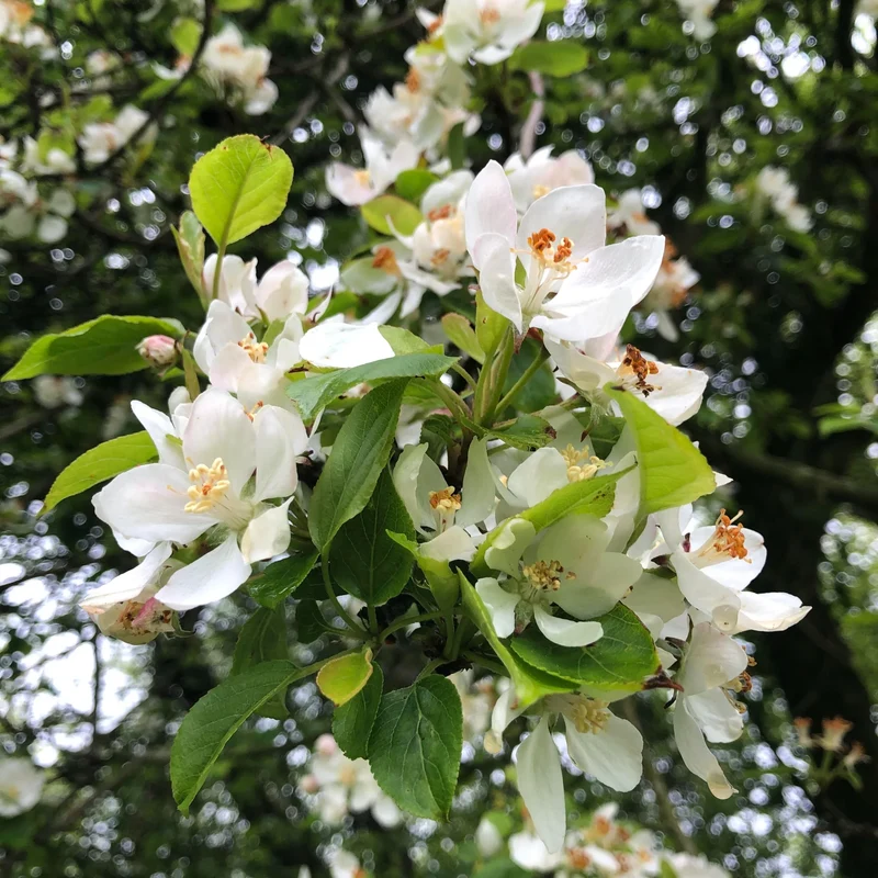 Prairie Crabapple (Malus ioensis) – Apple Seeds