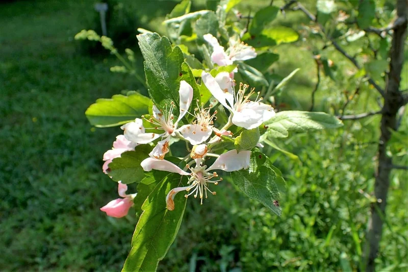 Prairie Crabapple (Malus ioensis) – Apple Seeds