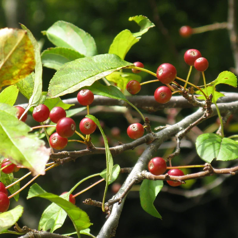 Himalayan Crabapple (Malus baccata) – Apple Seeds