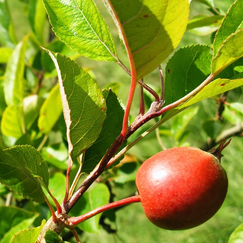 Himalayan Crabapple (Malus baccata) – Apple Seeds