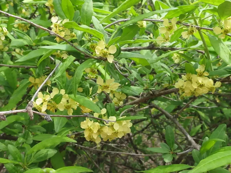 Cherry Prinsepia (Chinese Sinensis) – Edible Red Fruit Tree Shrub Flower Seeds