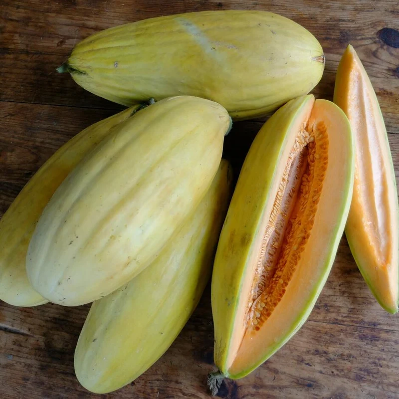 Banana Cantaloupe Melon (Cucumis melo) – Fruit Seeds