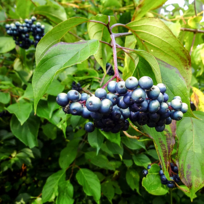 Silky Dogwood Shrub (Cornus amomum syn. Coerulea) – White Flower & Silver-Blue Berry Seeds (Kinnikinnik, Red Willow)