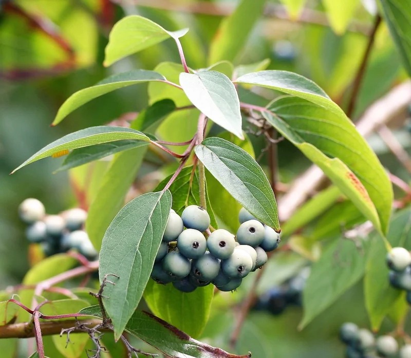 Silky Dogwood Shrub (Cornus amomum syn. Coerulea) – White Flower & Silver-Blue Berry Seeds (Kinnikinnik, Red Willow)