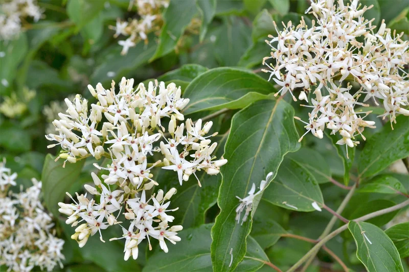 Silky Dogwood Shrub (Cornus amomum syn. Coerulea) – White Flower & Silver-Blue Berry Seeds (Kinnikinnik, Red Willow)