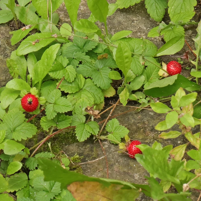 Red Indian Tuttifrutti Strawberry (Duchesnea indica) – Flower Berry Fruit Seeds
