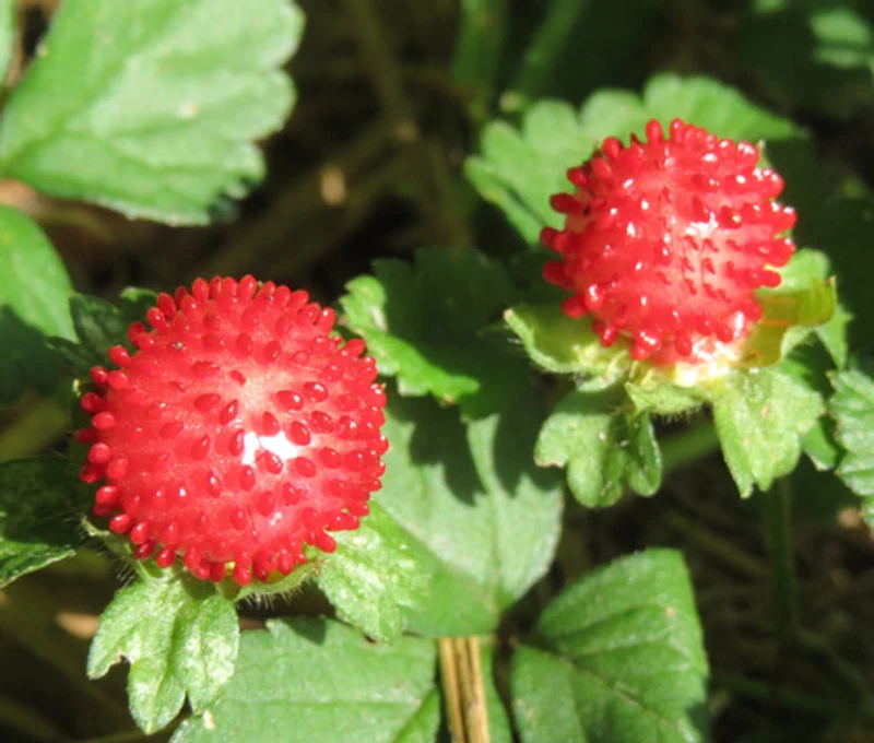 Red Indian Tuttifrutti Strawberry (Duchesnea indica) – Flower Berry Fruit Seeds