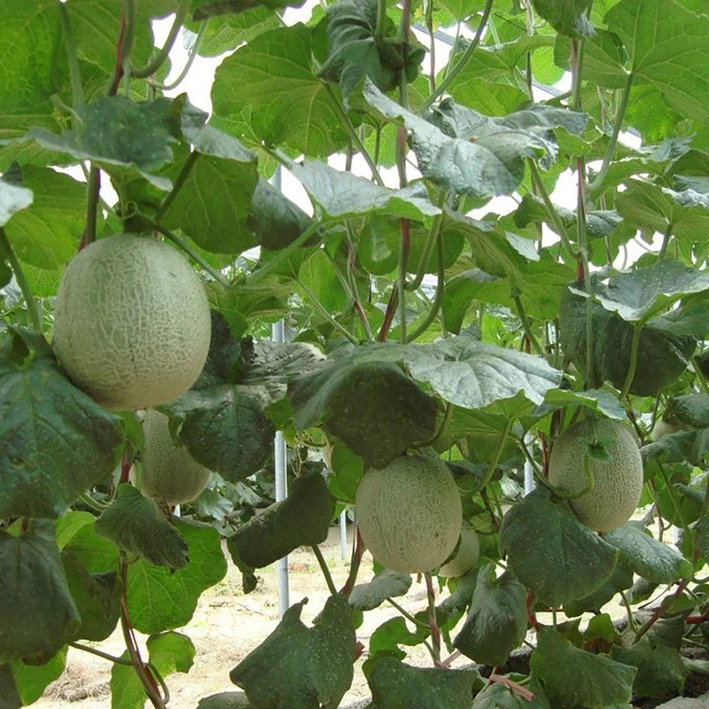 Iroquois Cantaloupe Melon (Cucumis melo) – Fruit Seeds