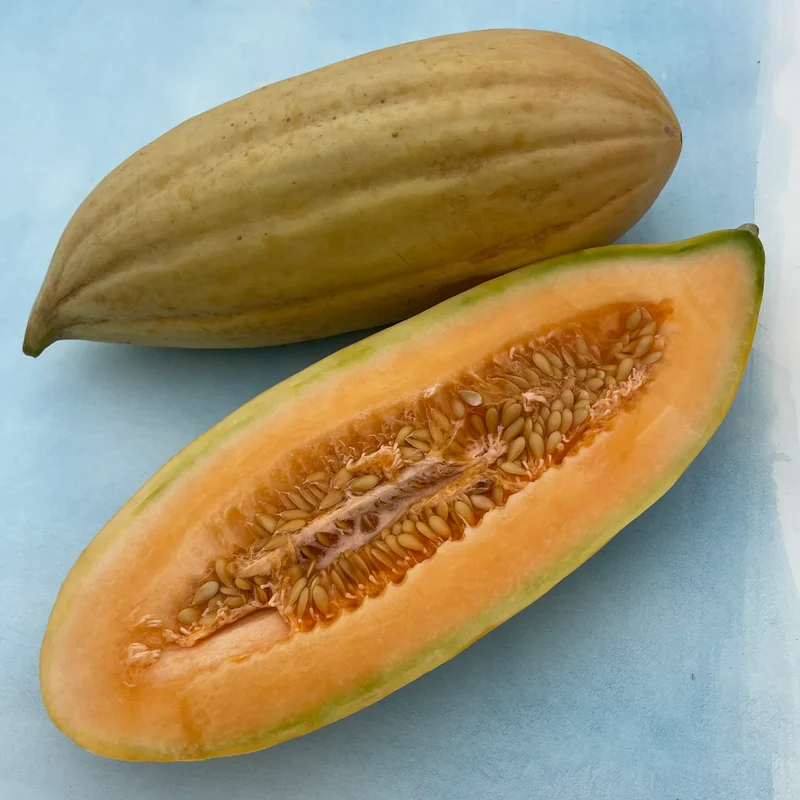 Banana Melon (Cucumis melo) – Fruit Seeds