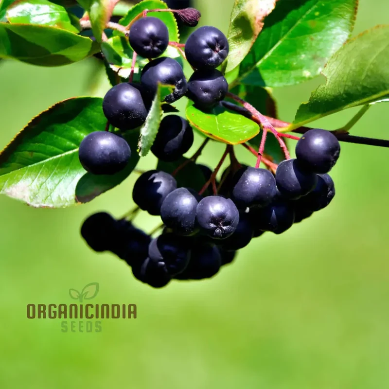 Purple Chokeberry (Aronia prunifolia) – Fruit Shrub Seeds with White Flowers