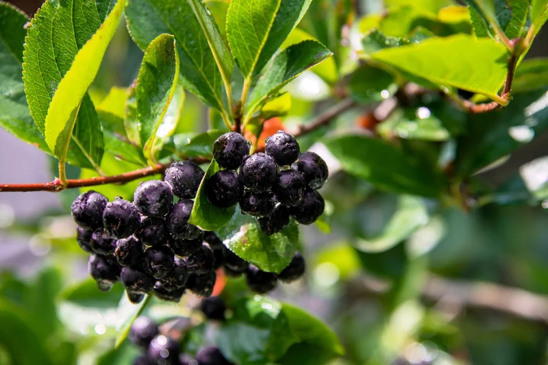 Purple Chokeberry (Aronia prunifolia) – Fruit Shrub Seeds with White Flowers