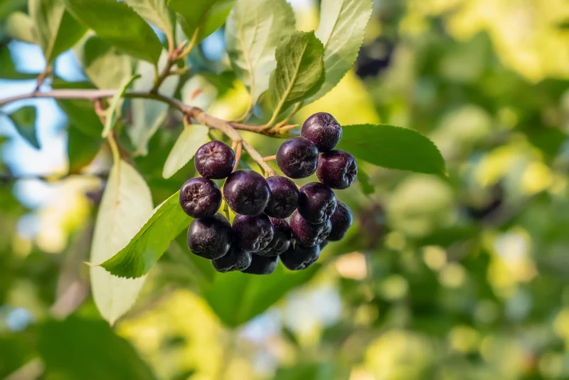 Purple Chokeberry (Aronia prunifolia) – Fruit Shrub Seeds with White Flowers