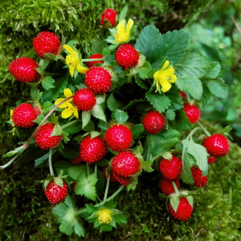 Edible Red Mock Strawberry (Potentilla indica, Duchesnea) – Fruit Berry Seeds