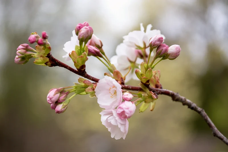 Japanese Mountain Cherry (Prunus serrulata spontanea) – Hill Cherry Tree Seeds with Pink & White Flowers and Red Fruit