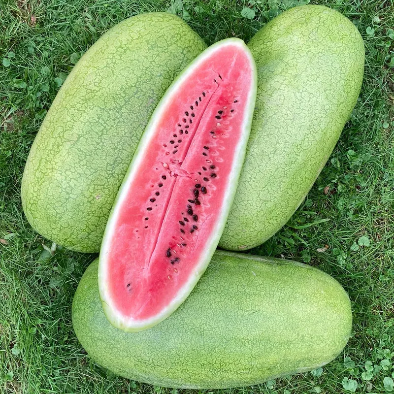 Charleston Gray Watermelon (Citrullus lanatus) – Red Fruit Melon Seeds