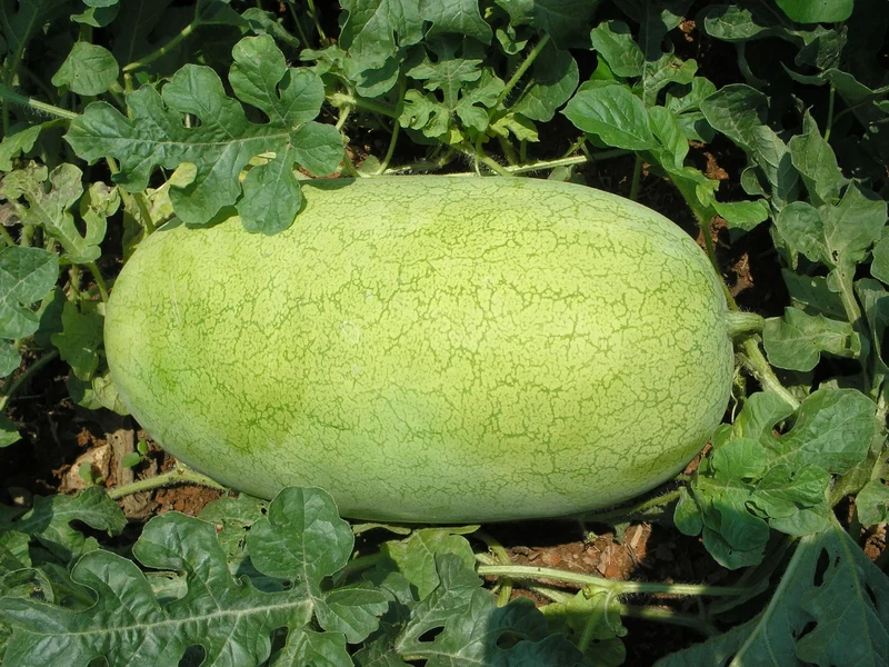Charleston Gray Watermelon (Citrullus lanatus) – Red Fruit Melon Seeds