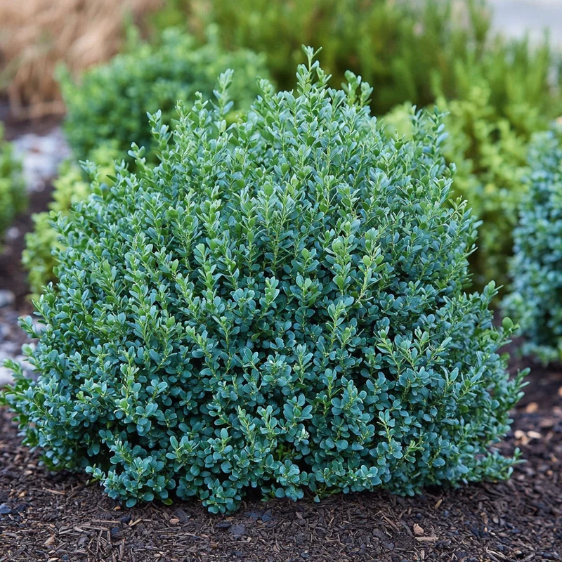 Vardar Valley Boxwood Seeds – Cold-Hardy Evergreen Shrub with Blue-Green Foliage