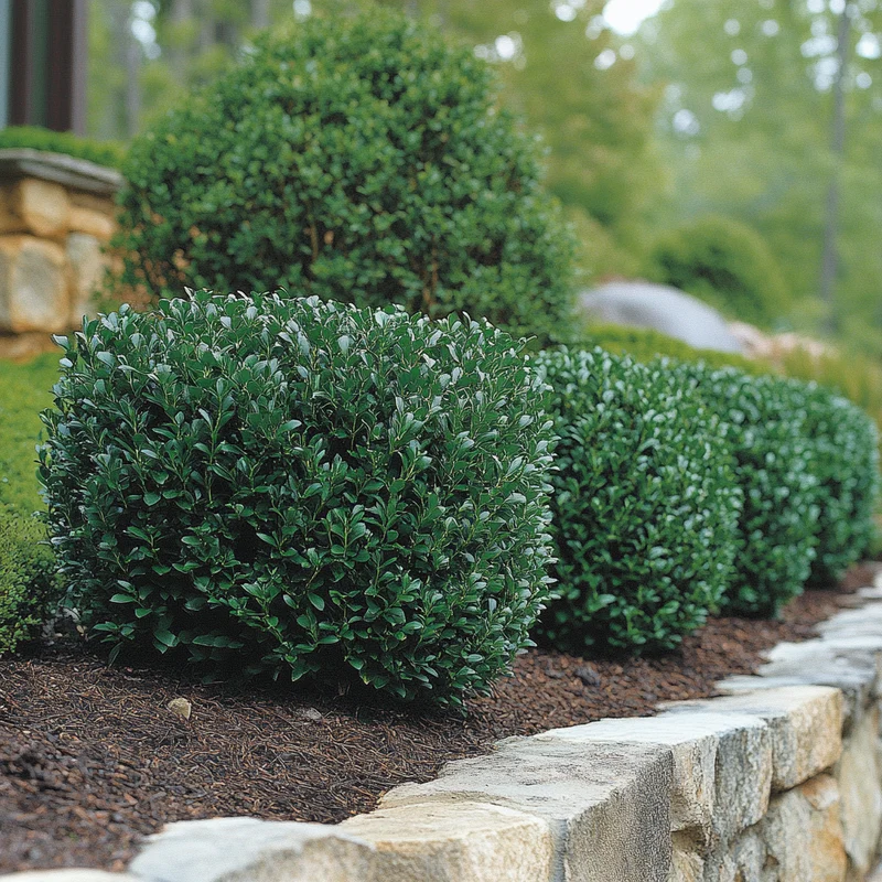 Vardar Valley Boxwood Seeds – Cold-Hardy Evergreen Shrub with Blue-Green Foliage