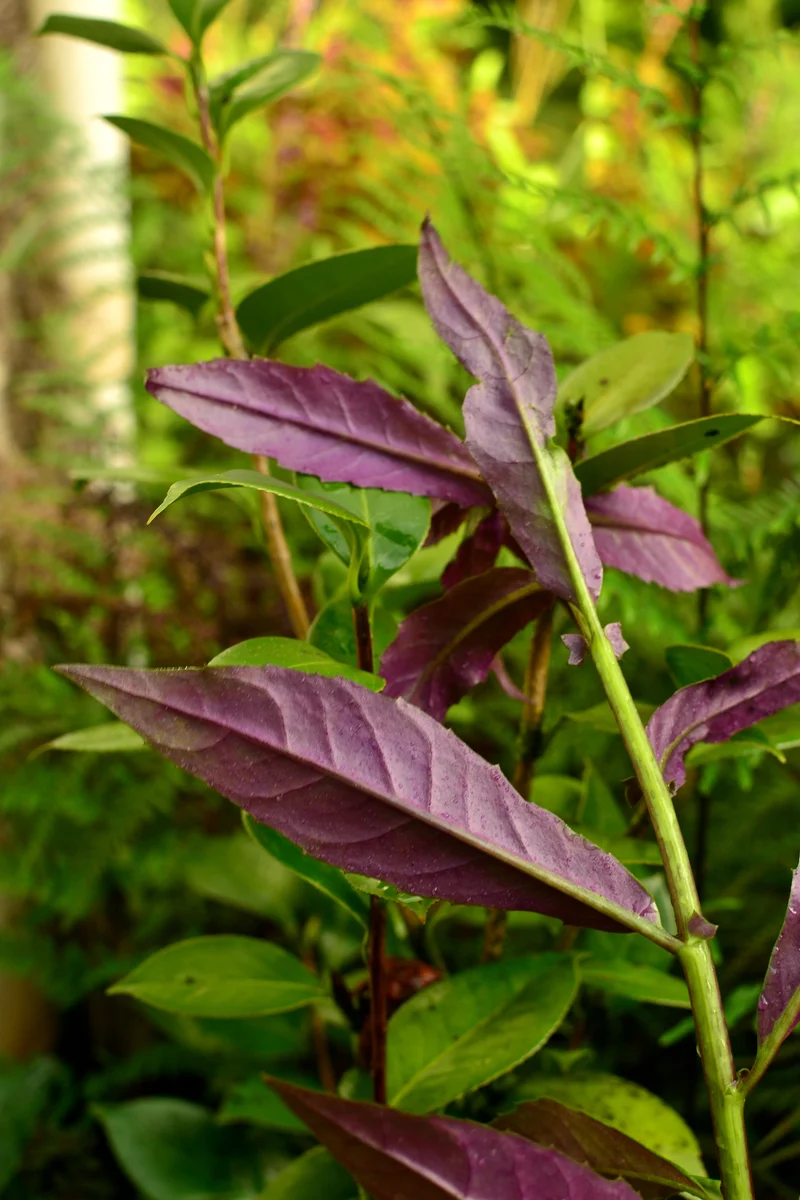 Okinawa Spinach (Gynura bicolor) Seeds – Nutritious & Easy-to-Grow Leafy Green
