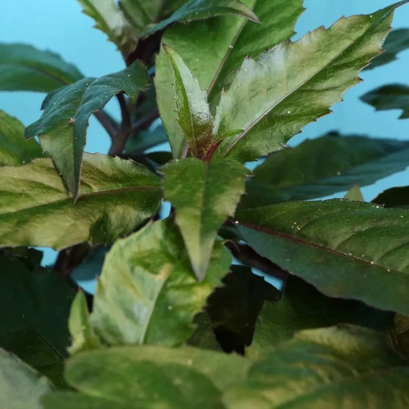 Okinawa Spinach (Gynura bicolor) Seeds – Nutritious & Easy-to-Grow Leafy Green