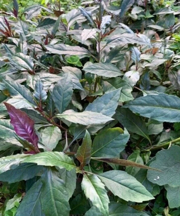 Okinawa Spinach (Gynura bicolor) Seeds – Nutritious & Easy-to-Grow Leafy Green
