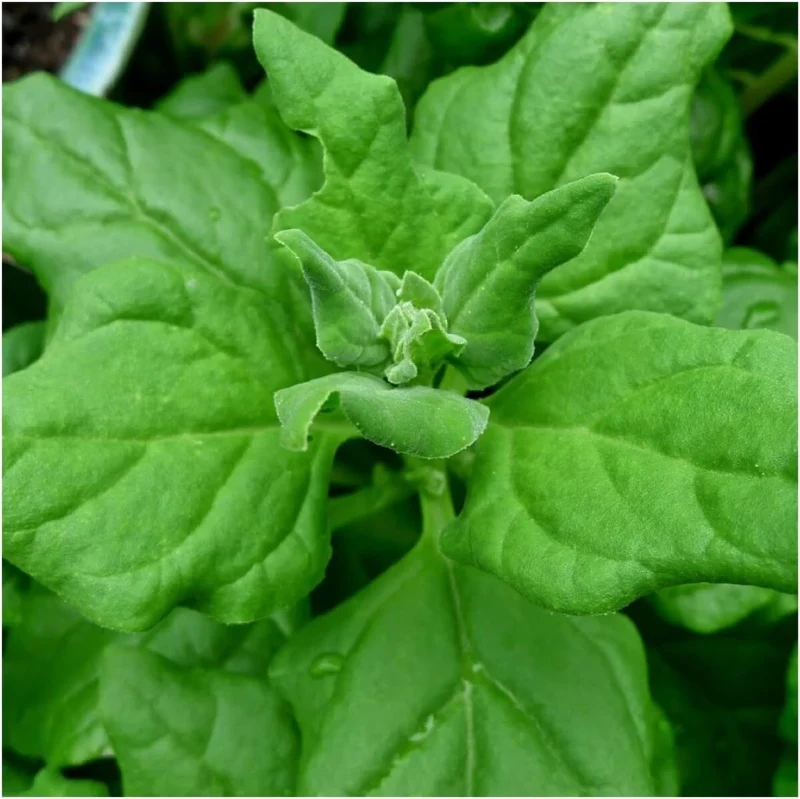 New Zealand Spinach Seeds (Tetragonia tetragonioides) – Heat-Tolerant & Nutritious Greens