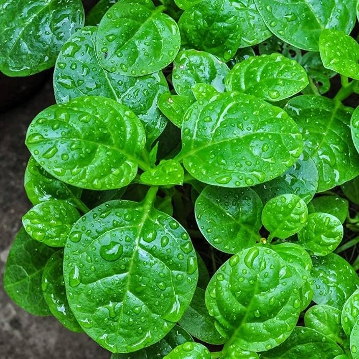 Malabar Spinach Seeds (Basella alba) – Heat-Tolerant, Fast-Growing Climbing Spinach