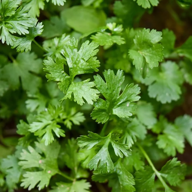 Slow Bolt Cilantro Seeds – Heirloom, Slow-to-Bolt, High-Yield Variety for Culinary Use