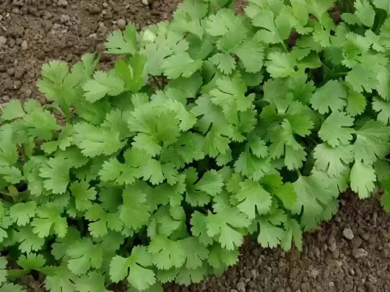 Slow Bolt Cilantro Seeds – Heirloom, Slow-to-Bolt, High-Yield Variety for Culinary Use