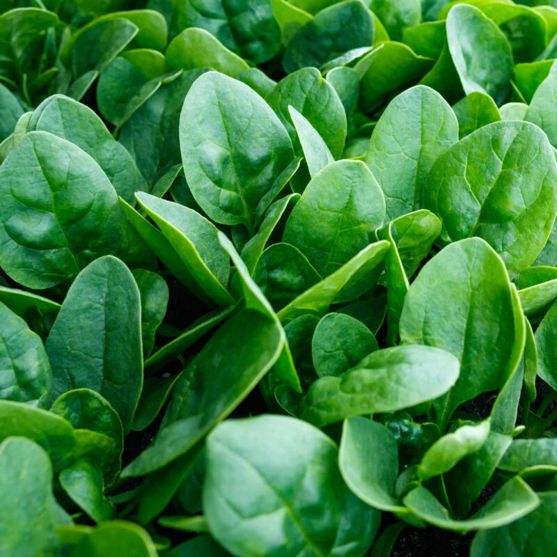 Baby's Leaf Spinach Seeds - Fresh & Nutritious Home Garden Variety