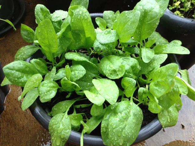 Baby's Leaf Spinach Seeds - Fresh & Nutritious Home Garden Variety