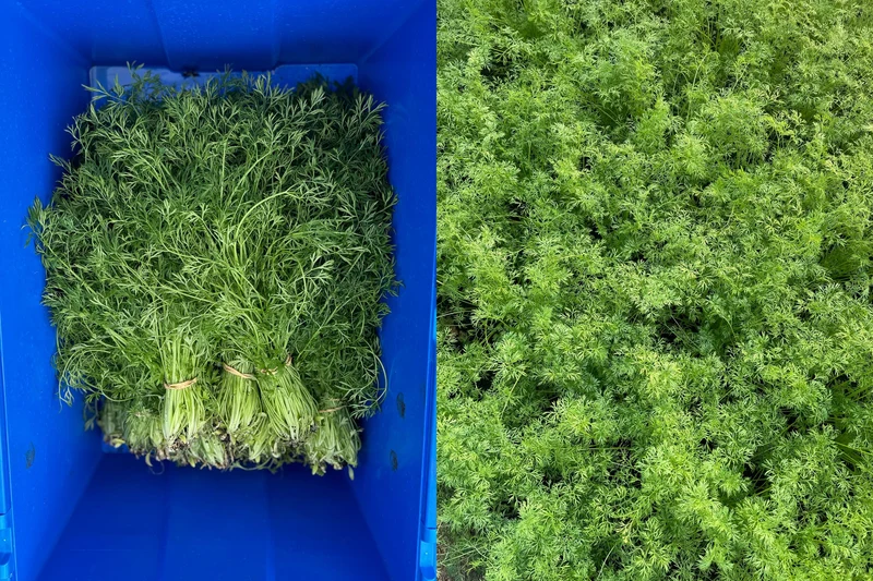 Delfino Seeds – Premium Non-GMO Cilantro Herb Seeds for Fresh, Aromatic Home Gardens