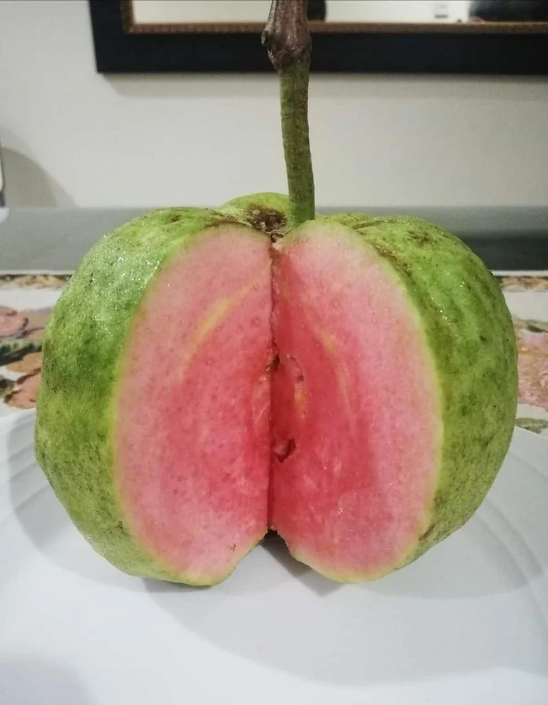 Pink Seedless Guava Seeds – Sweet & Juicy Tropical Fruit for Planting