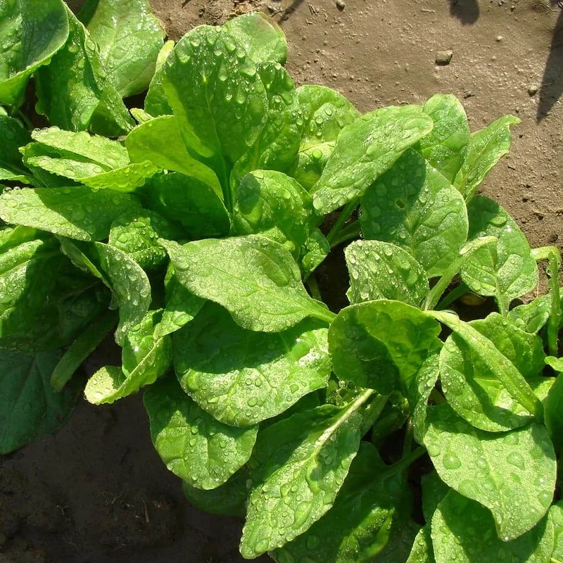 Viroflay Spinach Seeds – Premium Heirloom Variety for High-Yielding Harvests