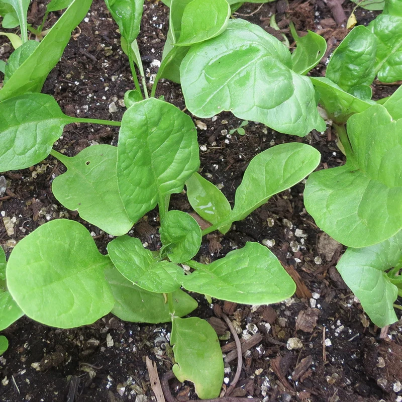 Space Spinach Seeds – Fast-Growing, Nutrient-Rich Superfood for Your Garden