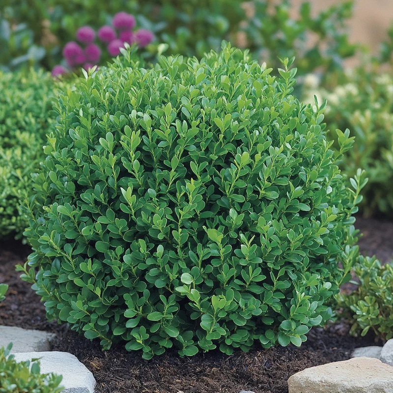 Morris Dwarf Boxwood – Compact Evergreen Shrub for Low-Maintenance Landscaping