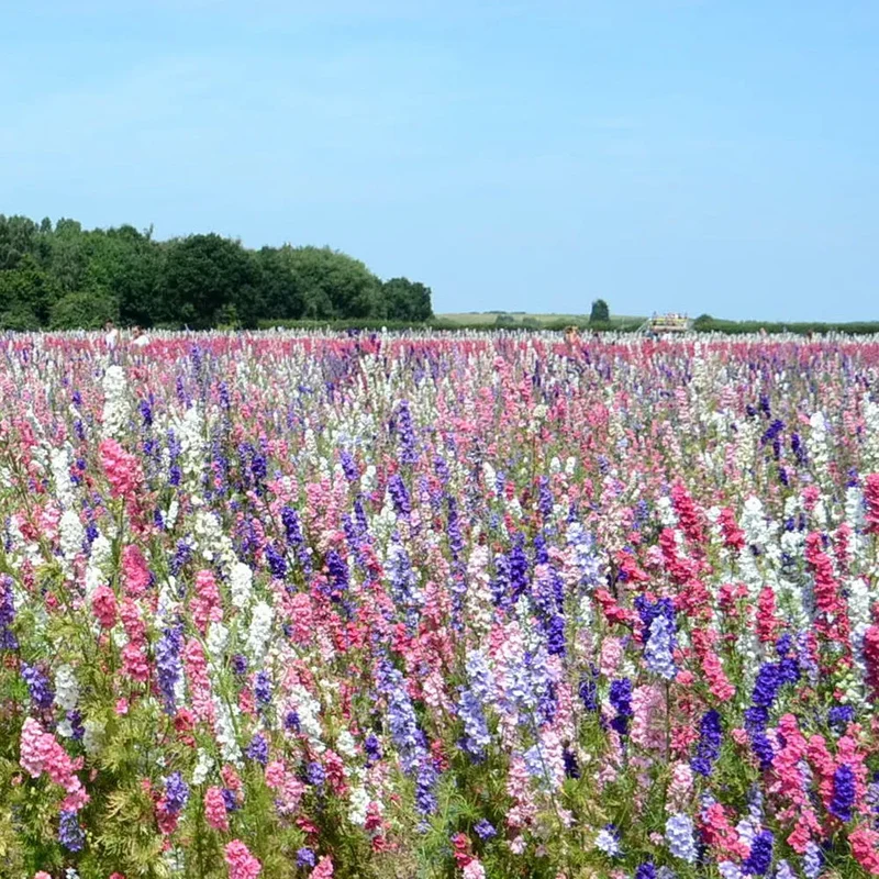 Confetti Flower Seeds – Vibrant Mix for Garden Planting