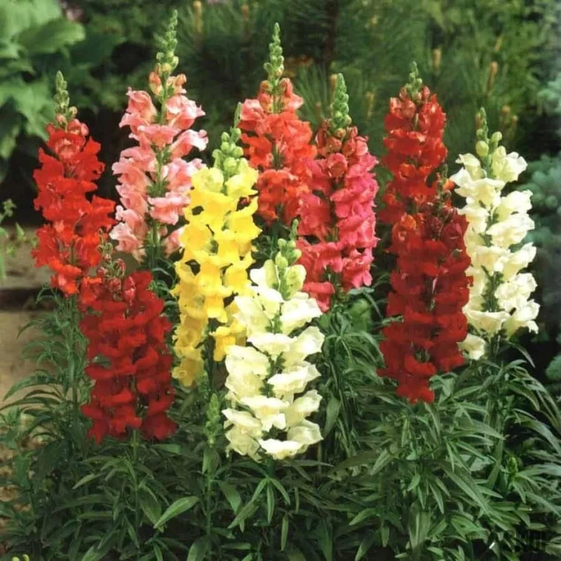 Confetti Flower Seeds – Vibrant Mix for Garden Planting