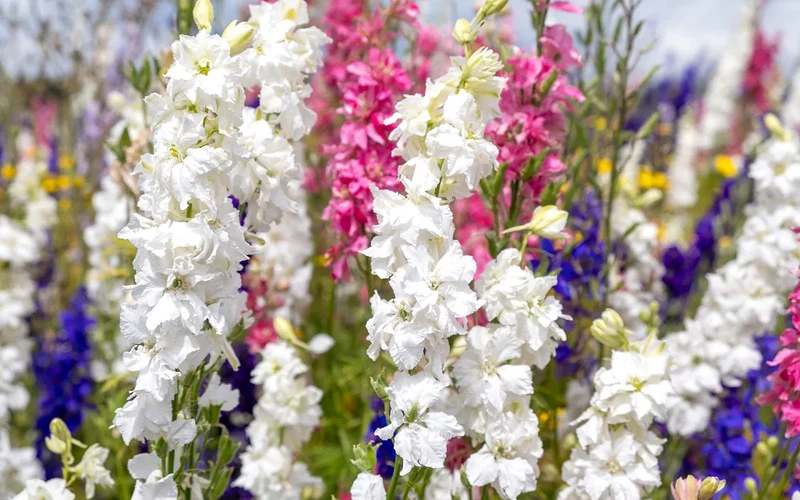 Confetti Flower Seeds – Vibrant Mix for Garden Planting