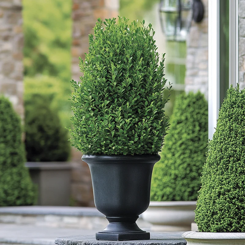Fastigiata Boxwood Seeds – Upright Evergreen Shrub for Vertical Landscaping
