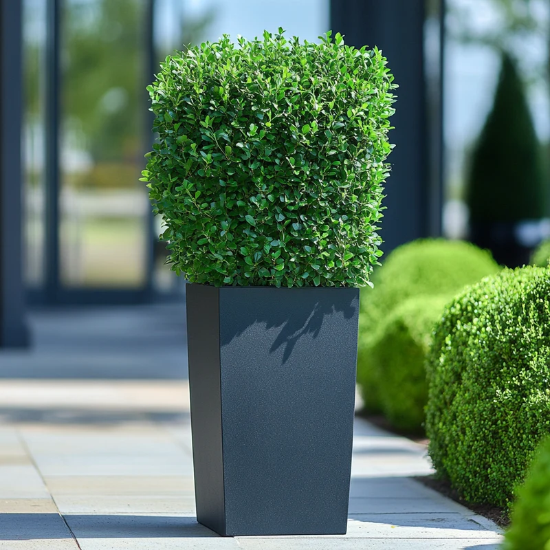 Fastigiata Boxwood Seeds – Upright Evergreen Shrub for Vertical Landscaping
