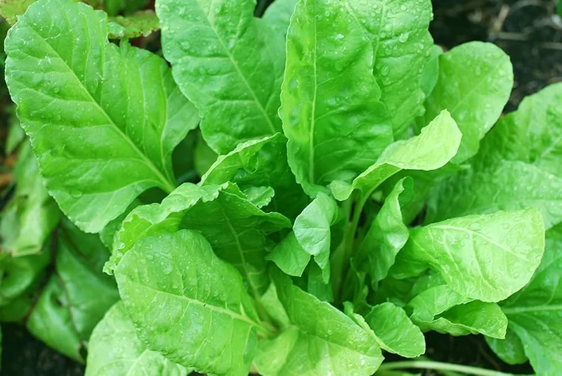 Indian Summer Spinach Seeds - Heirloom, Fast-Growing, Nutritious Greens for Your Garden