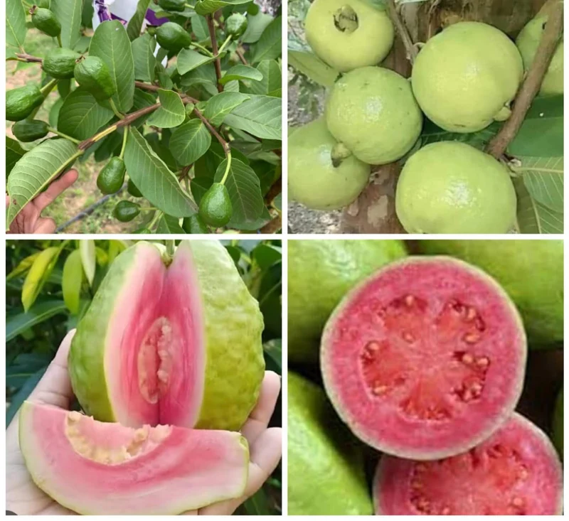 Vietnamese Pink Guava Seeds – Sweet & Aromatic Tropical Fruit for Planting