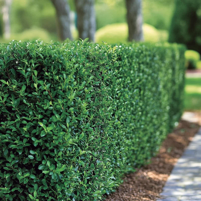 Dee Runk Boxwood Seeds – Elegant Upright Evergreen for Narrow Spaces & Stylish Hedges