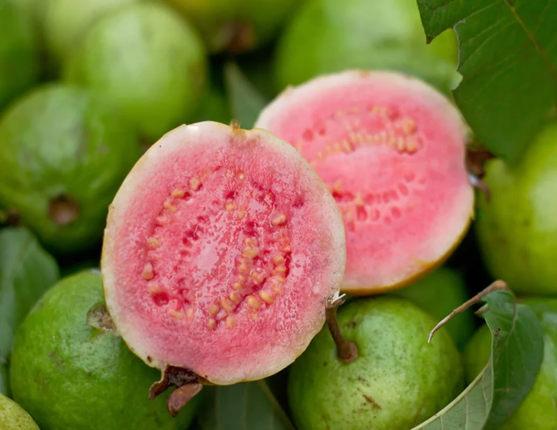 Pink Supreme Guava Seeds – Sweet & Juicy Tropical Fruit for Planting