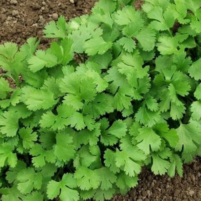 Leisure Seeds – Premium Quality, Easy-to-Grow Garden Seeds for Relaxing Spaces